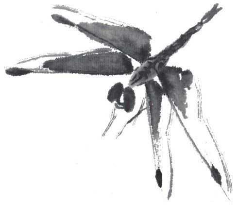 蜻蜓简笔画，蜻蜓简笔画彩色（老艺术家教你几个画法）
