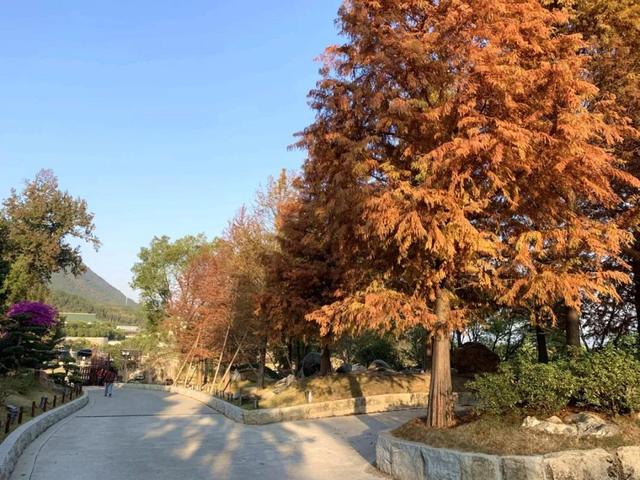 韶关云门寺，韶关云门寺图片（韶关这座色彩斑斓的古寺现在去正好）