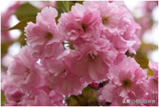 中国樱花有几个品种，中国樱花树品种（这81种樱花）