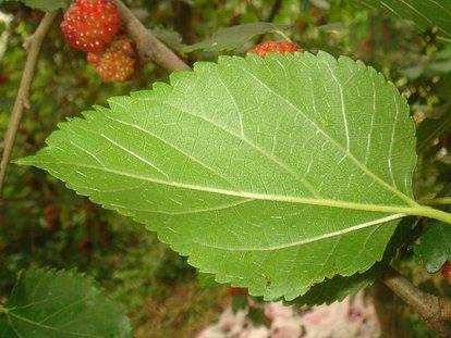 种桑叶树的方法，桑树的种植方法（桑叶树的栽培技术与田间管理‖桑树的病虫害防治）