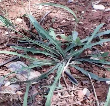 碱蓬菜的功效与作用，碱蓬的功效与作用（山野菜大全）