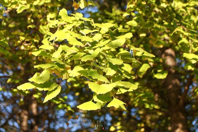 许昌旅游景点有哪些,许昌旅游景点有哪些地方(带你感受专属秋天的浪漫景色) 许昌旅游景点有哪些,许昌旅游景点有哪些地方(带你感受专属秋天的浪漫景色)