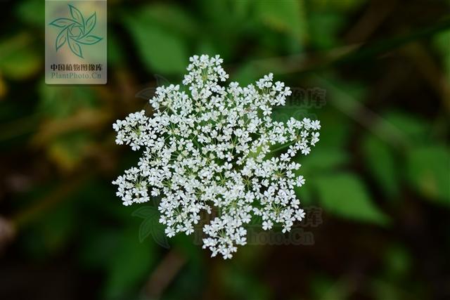 本草图经作者是谁，《本草图经》的作者（芎藭 蘼蕪 藁本）