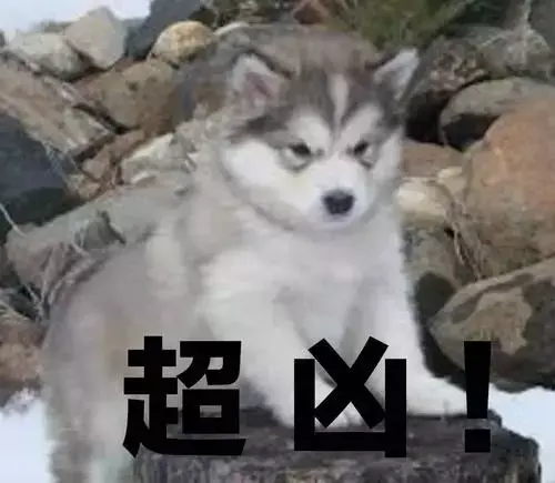 阿拉斯加犬小时候，狗一般有几个月就长成大狗了（毛茸茸的一团太可爱了吧）