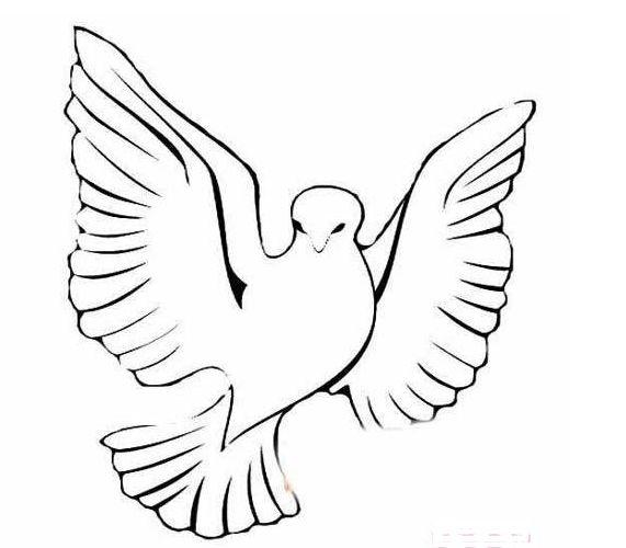 鸽子简笔画怎么画,抓住大的形体简单易学(简笔画:高清鸽子简笔画)