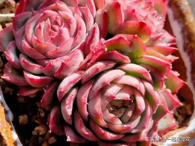 多肉好看的品种有哪些，什么品种的多肉最好看（盘点5种好养又好看的多肉）