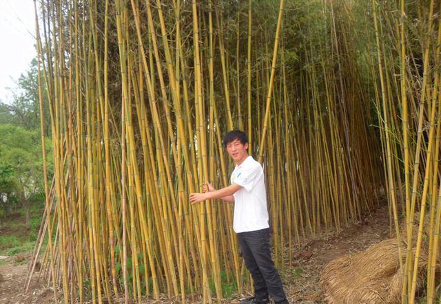 竹子开花吗，竹子一生只开一次花吗（竹子开花难道真是“大灾变”的前兆）