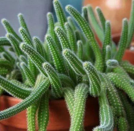 白檀△锦珊瑚△白衣魁伟玉△螺旋麒麟△龙舌兰△仁王冠△山影拳