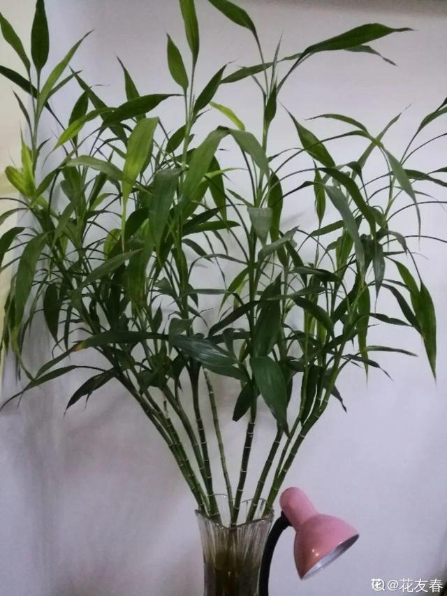 30种适合懒人养的花夏季，蹭蹭疯长、爆盆