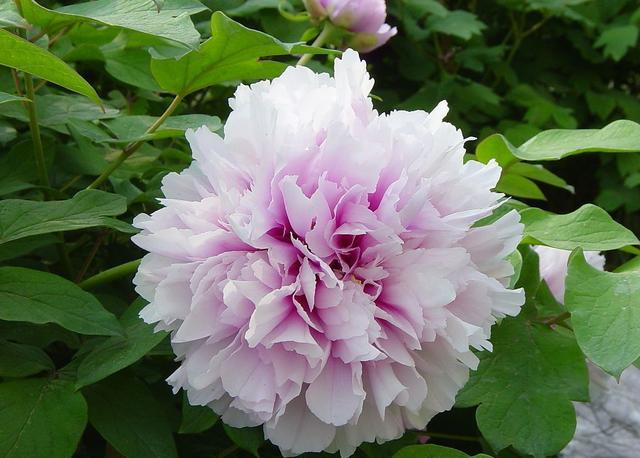 牡丹是什么意思，凤穿牡丹是什么意思（现在是牡丹盛开时节）