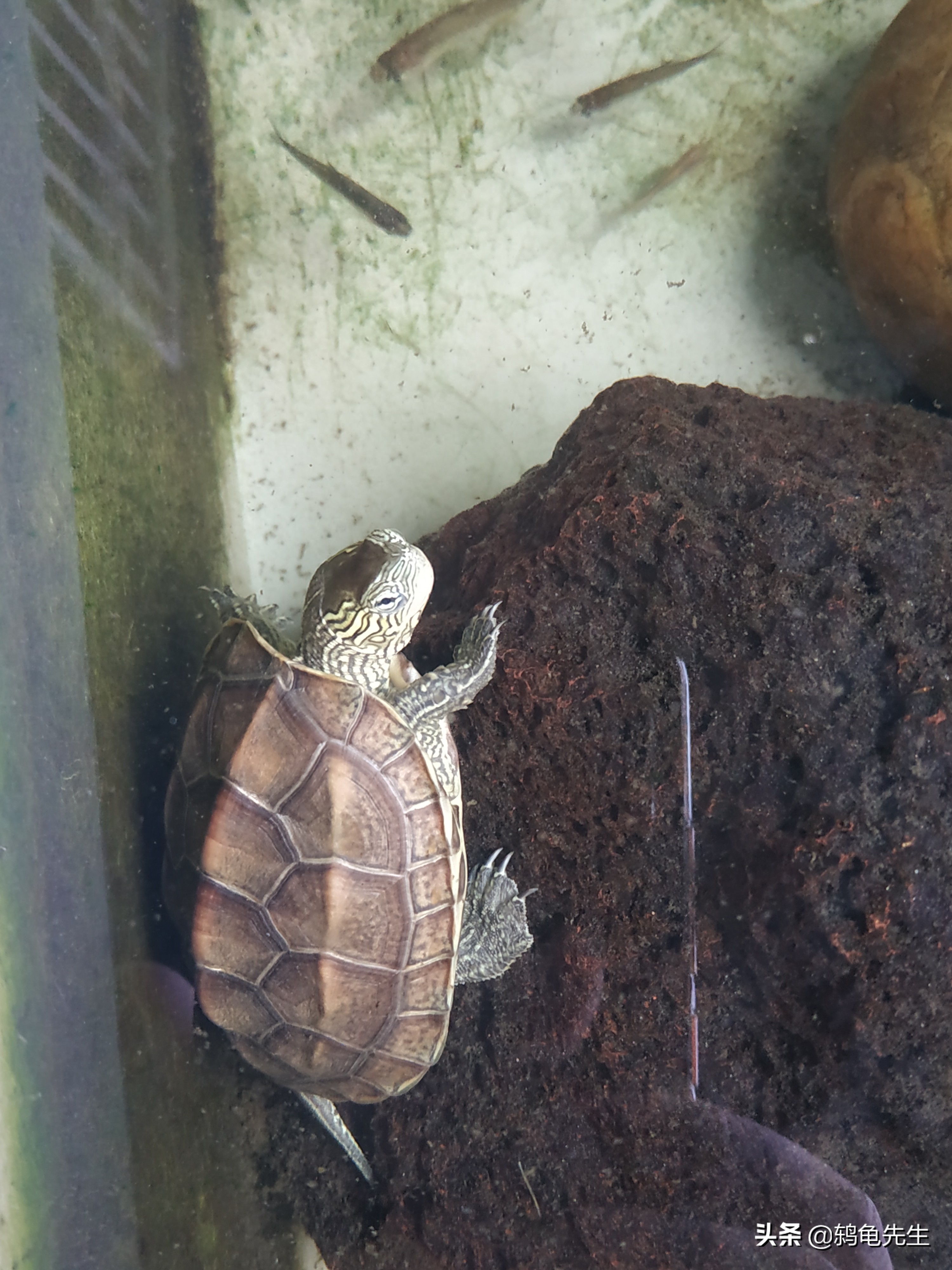 呆萌的乌龟:花龟、草龟和花草杂简介与养法