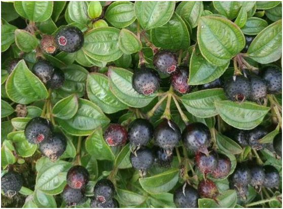 湖南有哪些特色水果，湖南人最全山里野果子