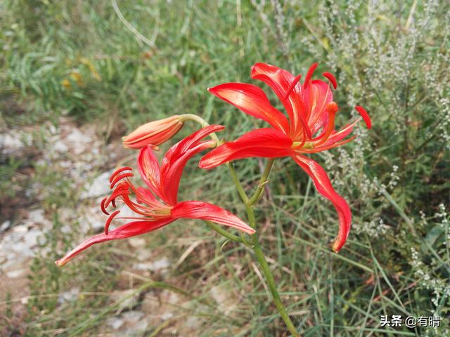 大山里迷人的野花，章丘赵八洞山上的美丽野花