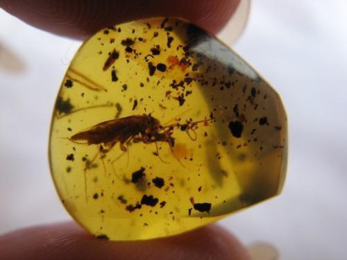 琥珀形成的条件，琥珀形成的四个条件是什么（最有文化底蕴的有机宝石——琥珀）