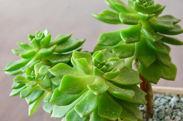 蒂亚的养殖方法，蒂亚怎么养（练出一身冰肌玉肤）