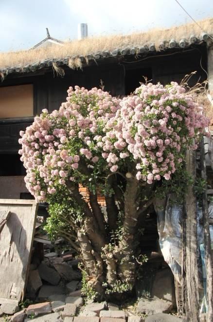 常见的八种多肉植物，各种各样的多肉植物（6种“小多肉”）