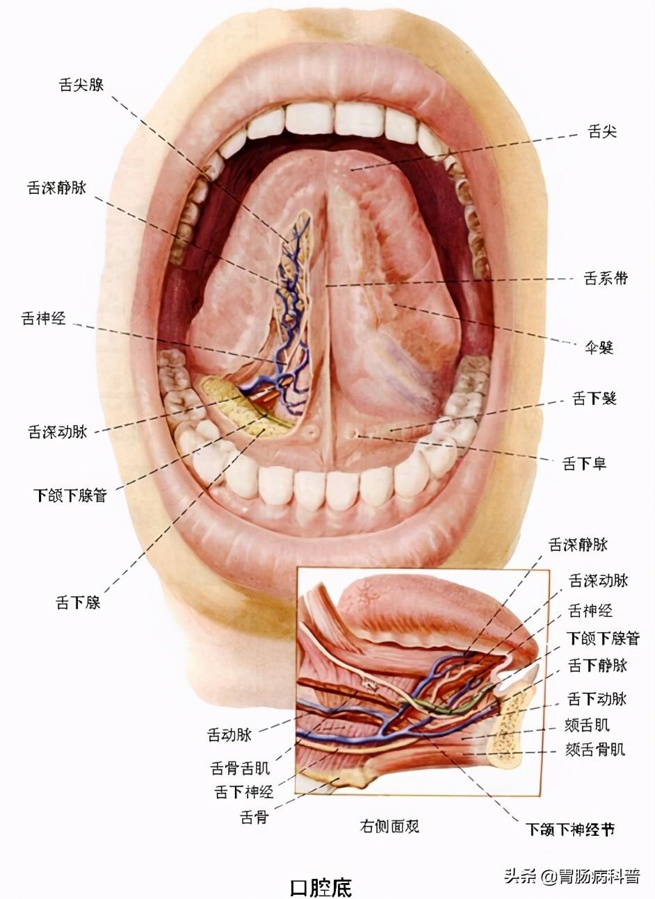 人的肠道有多少米，肠道大概多少米（消化系统解剖图谱+详解）