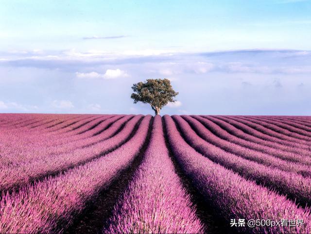 普罗旺斯在哪里，蓝田普罗旺斯在哪里（一个美得醉人又芳香扑鼻的地方）