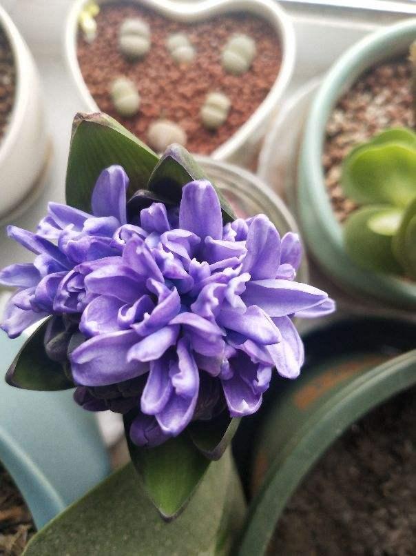 风信子图片，11月份最适合养风信子（风信子图片）