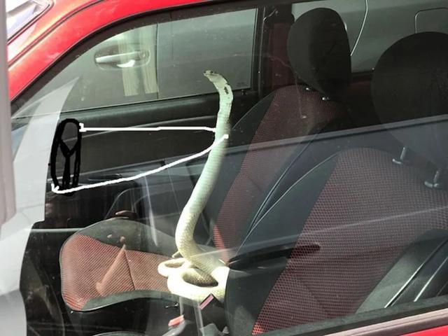 蛇怎么画好看又简单，蛇的简笔画画法（给蛇画上两个小胳膊）