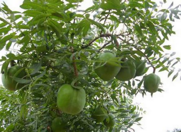 文冠果（文冠果树），文冠果：被埋没的中华特产（文冠果的果）