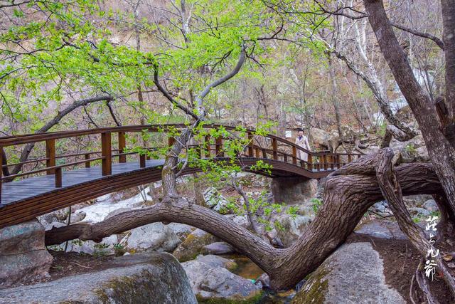 映山红和杜鹃花的区别，映山红和杜鹃花的区别是什么（红杜鹃、映山红、金达莱）