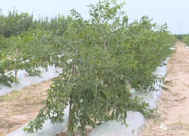 露天枣树的管理方法，露天枣树管理即将进入花期