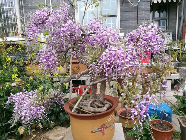 适合庭院养的紫藤花，阳台、院子就种一棵紫藤