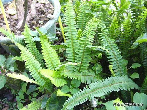 凤冠草的功效与作用,凤冠草的功效与作用图片(长土里的"鸡蛋")