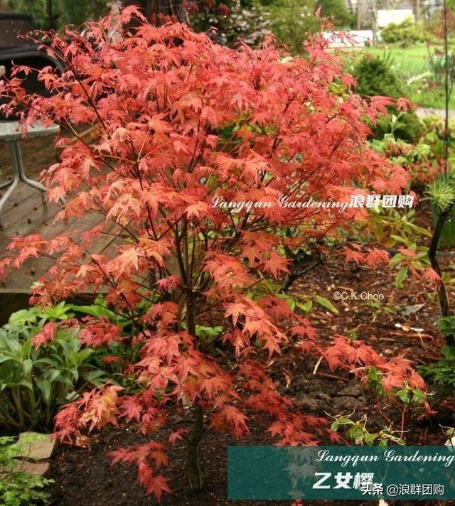 什么样的枫树填空。，什么的枫树填空词语二年级（增添了花园四季色彩之美）