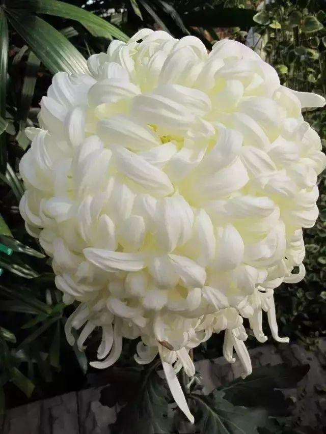 世界最美菊花80种太美了，金秋十月赏菊花——世界最美菊花80种送给您