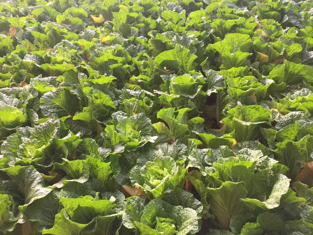 娃娃菜种植时间和方法,夏季娃娃菜什么时候种植(娃娃菜的种植方法)