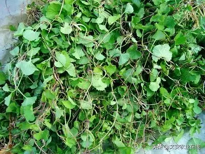 野荞麦根和乌鸡蛋煮，野荞麦根和乌鸡蛋煮水的功效（农业科普：53种野菜）