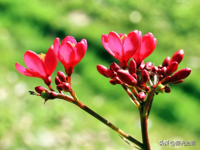 花卉图片大全及花名，常见花卉图片及名称（20种花卉的图片）