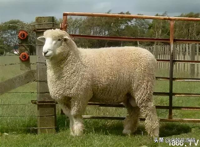 大同特产，世界上最好的羊，看看都在哪（大同特产有什么可以送礼的）