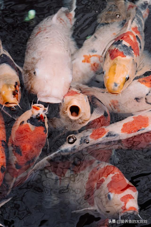 锦鲤鱼吃什么，锦鲤鱼怎么养（锦鲤食物成分深度解析）