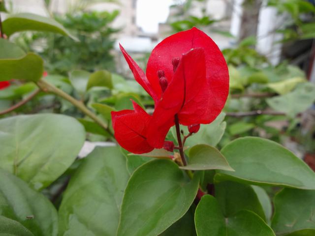 三角梅哪个品种最漂亮好看，三角梅哪个品种最勤开花？花开最美艳