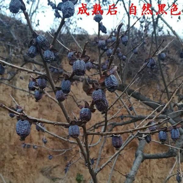 小柿子叫什么名字，小柿子叫什么名字（农村有一种长得跟柿子类似的果子）