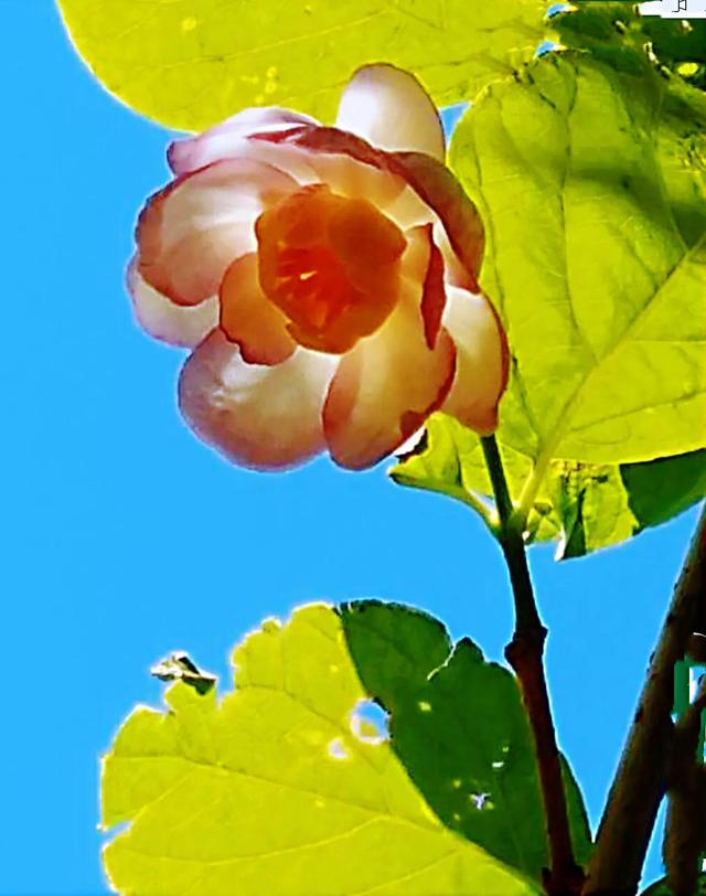 夏腊梅，美国夏腊梅，这种国家珍稀花正是结果期（美国夏腊梅什么价格）