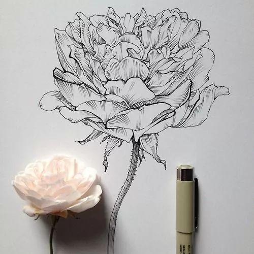 怎样用中性笔画玫瑰花好看，中性笔画花卉图片（一篇用针管笔画的植物花卉）
