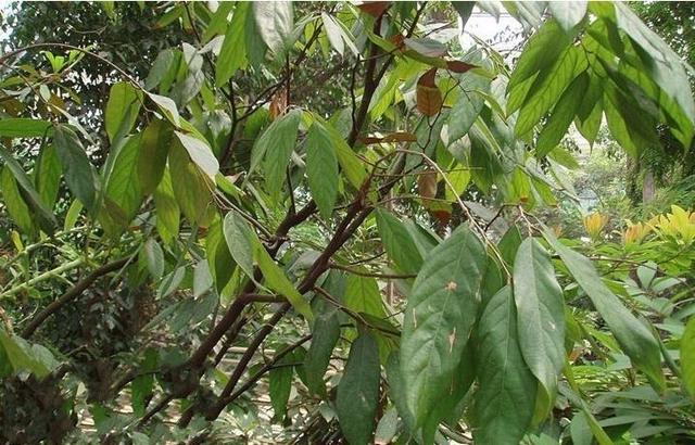 国家一级保护植物的名单，国家一级保护植物简介（植物世界丨国家一级重点保护野生植物名录）