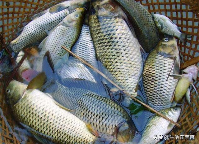 南京春季野钓好去处推荐：本地钓鱼论坛精选最佳垂钓点位指南