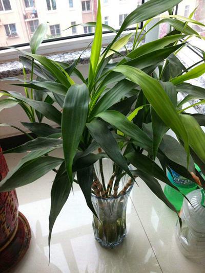 富贵竹的寓意是什么，5根富贵竹的寓意是什么（富贵竹寓意好代表福运、财富）