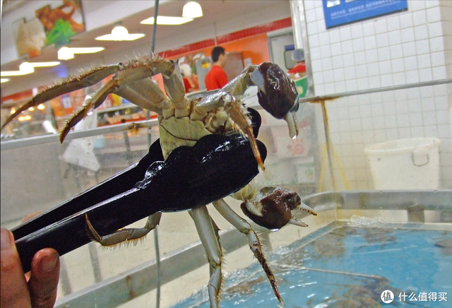 螃蟹公母怎么区分，螃蟹怎么分公母（遇到公蟹和母蟹怎么选）