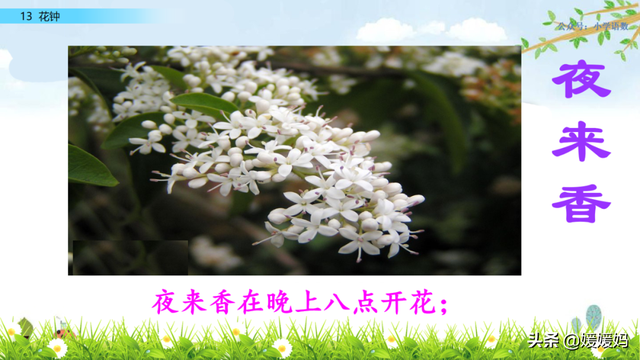 芬芳迷人的意思，芬芳迷人是什么意思解释一下（三年级下册语文第13课《花钟》图文详解及同步练习）