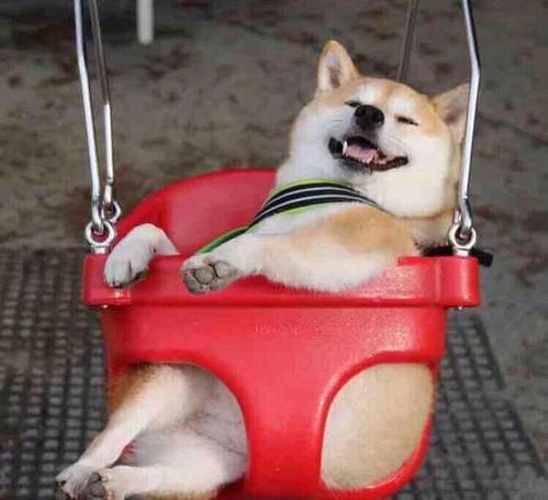 柴犬情头，微信头像，柴犬情头（我还是没找到一起用狗狗情侣头像的人...）