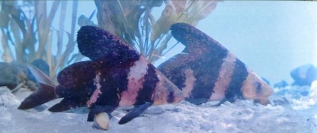 淡水观赏鱼种类，淡水观赏鱼的种类大全！（中国淡水观赏鱼图集<一>）