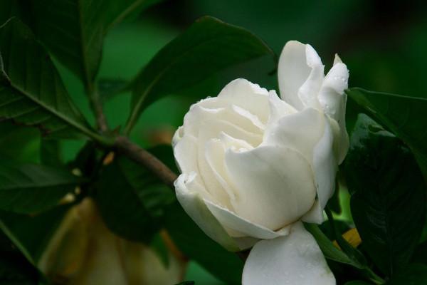 枝枝花和栀子花，枝枝花和栀子花是一种花吗（枝枝花的养殖方法和注意事项）