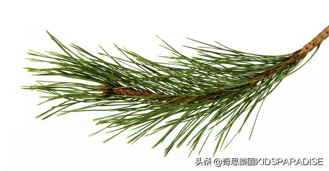 树叶的形状有哪些，叶子的形状有哪些（为什么树叶会有各种各样的形状）