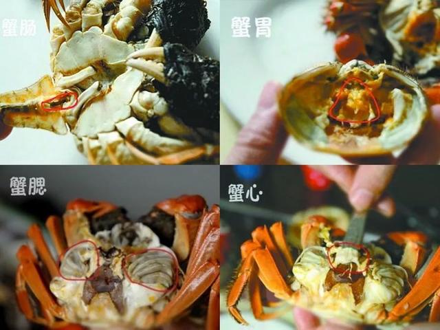 大闸蟹吃什么食物，大闸蟹喜欢吃什么食物（你吃大闸蟹的时候）